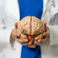 Dłonie trzymają model mózgu. Kto to? To neurolog, specjalista od układu nerwowego.